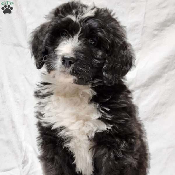 Oliver, Bernedoodle Puppy